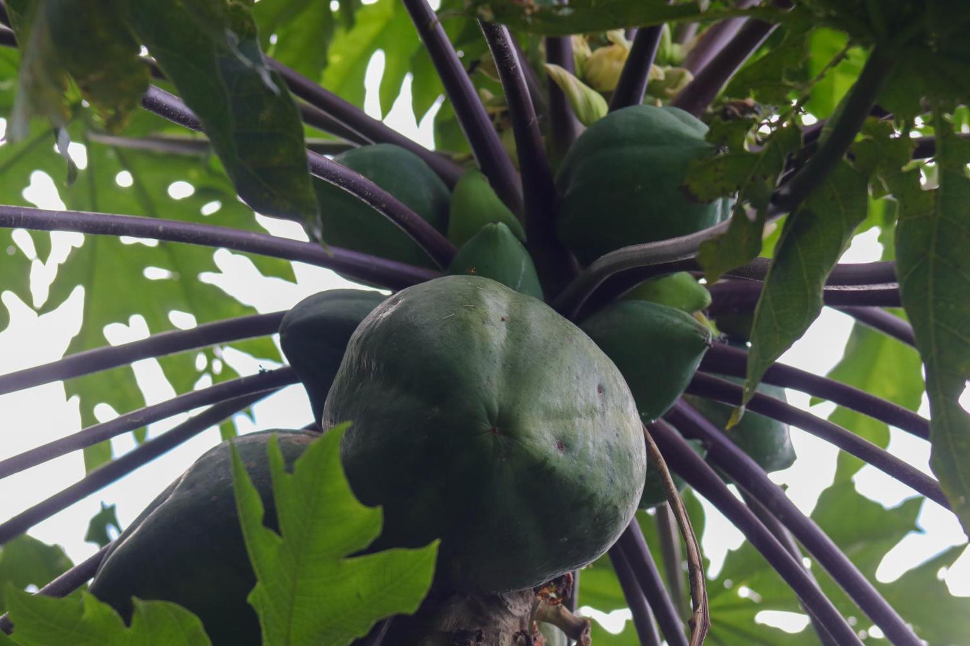Mano Verde Minca Bagian luar foto