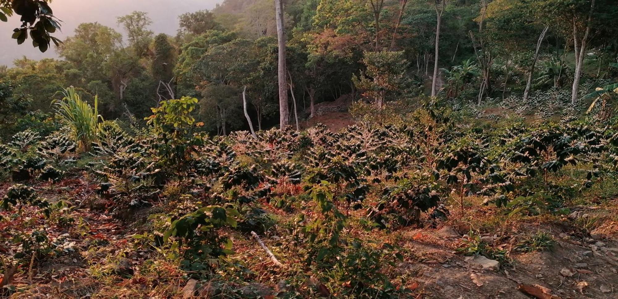 Mano Verde Minca Bagian luar foto